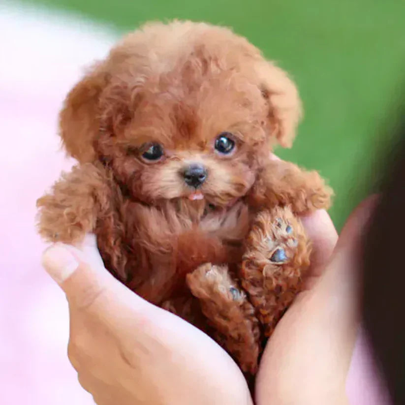 🐶NICOO – Mein realistischer Roboterwelpe